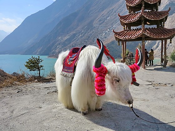 Domestic yak in Mao County, China