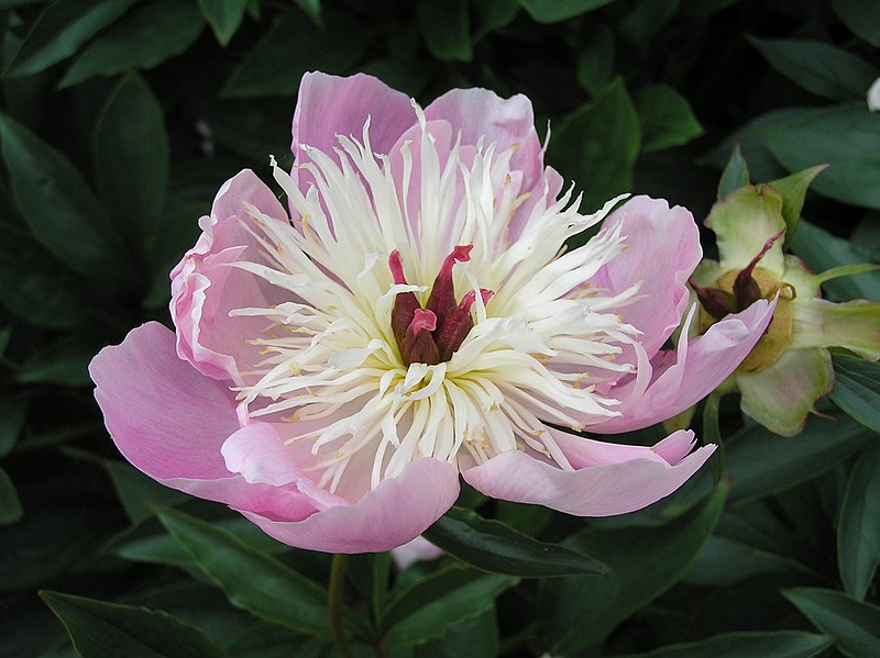 File:芍藥 Paeonia lactiflora Bowl of Beauty -英格蘭 Wisley Gardens, England- (9255247406).jpg