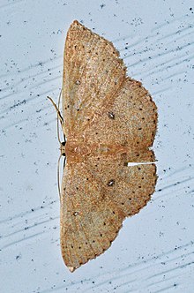 - 7136 – Cyclophora packardi – Packard Gelombang Ngengat (14299408813).jpg