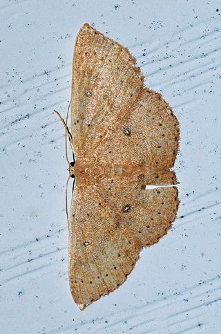 <span class="mw-page-title-main">Cosymbiini</span> Tribe of moths