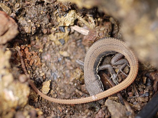 ... lizard -- Beddome's Snake-Eye (Ophisops beddomei) (7385185304)