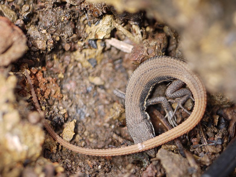 File:... lizard -- Beddome's Snake-Eye (Ophisops beddomei) (7385185304).jpg