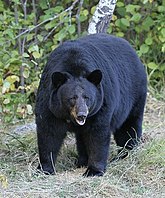A living Ursus americanus, or American black bear 01 Schwarzbar cropped.jpg