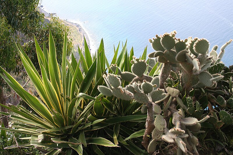 File:037 top of Cabo Girão.jpg