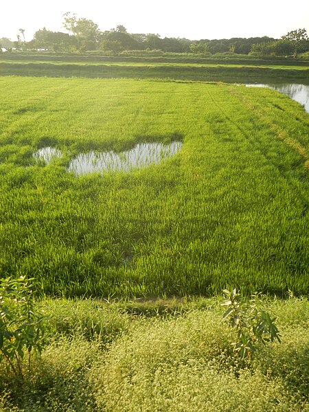 File:06370jfBarangay Fields Mandasig Pansinao Candaba Mount Arayat Pampanga Riverfvf 22.JPG