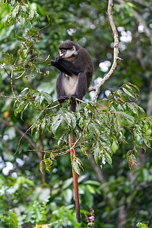 Red-tailed monkey at Kibale forest National Park Photo in Kamwenge district.