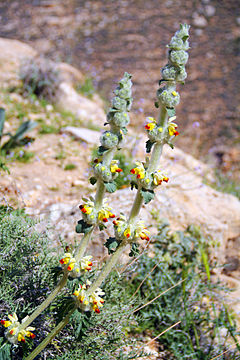 Phlomoides laciniata (sinonim Eremostachys laciniata), predstavnik porodice Lamiaceae.