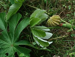 19820-Cecropia peltata-Tabaro.jpg