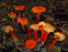 2011-06-17 Hygrocybe cantharellus 69428 cropped.jpg