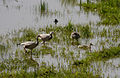 Petite Camargue Alsacienne, France