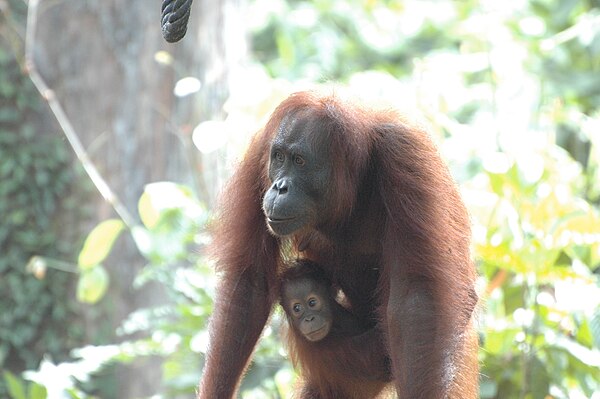 Mother and infant Borneo orangutans