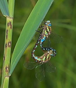 ♀ ♂ Aeshna mixta (Migrant Hawker)