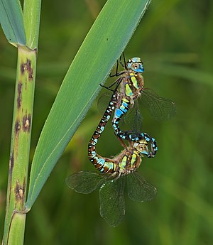 Migrant hawker - Aeshna mixta, couple