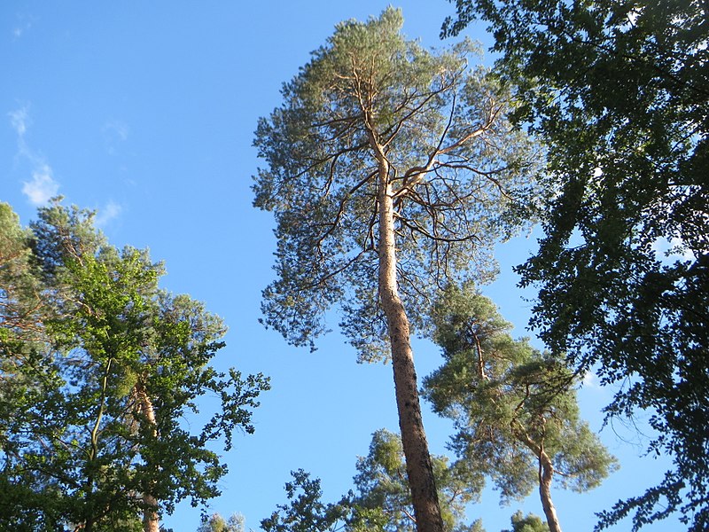 File:20170819Pinus sylvestris3.jpg