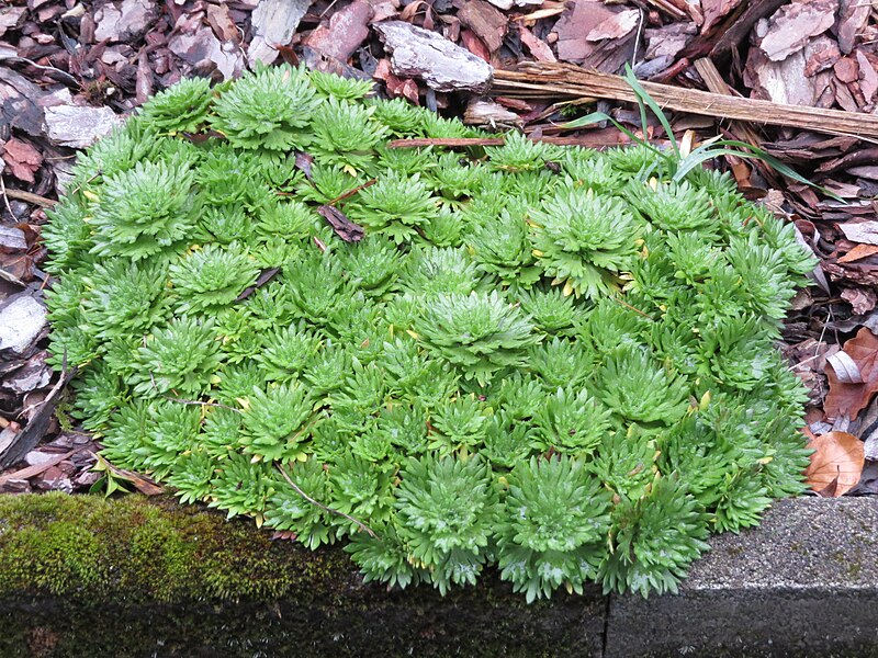 File:2018-01-12 (113) Unidentified plants at Haltgraben, Frankenfels.jpg