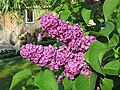 2018-05-13 Syringa vulgaris (Common Lilac) at Bichlhäusl in Frankenfels