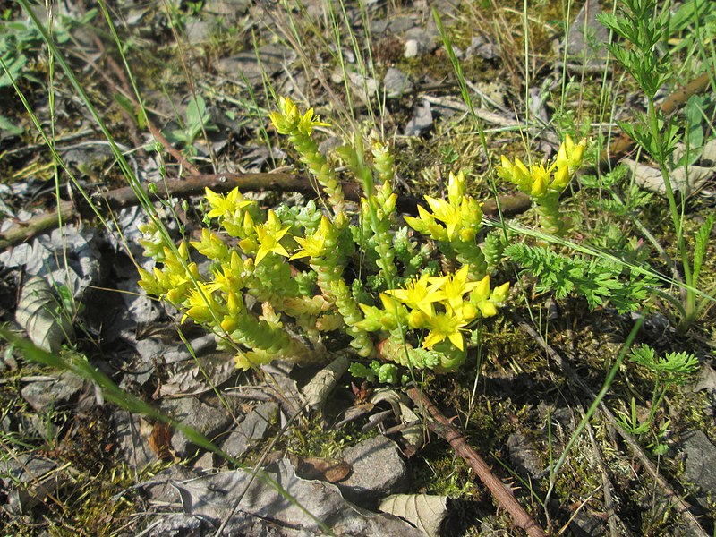 File:20180605Sedum acre2.jpg