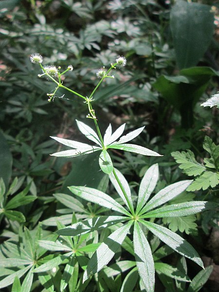 File:20180607Galium odoratum2.jpg