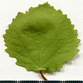 * Nomination Populus tremula. Leaf adaxial side. --Knopik-som 03:20, 13 July 2021 (UTC) * Promotion  Support Good quality -- Johann Jaritz 03:26, 13 July 2021 (UTC)
