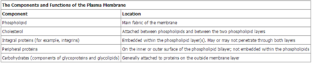 20the-20plasma-20membrane.png