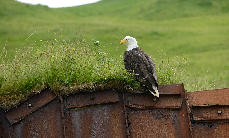 File:210718 Unalaska bald eagle (51325433893).jpg