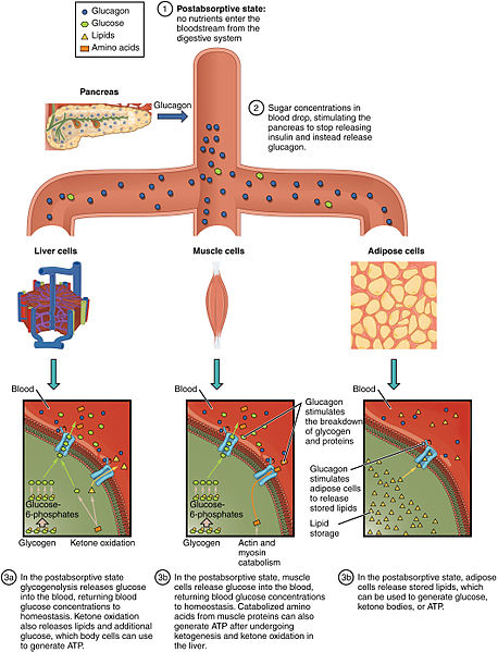 File:2522 The Postabsorptive Stage.jpg