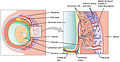 Schematic view of the placenta