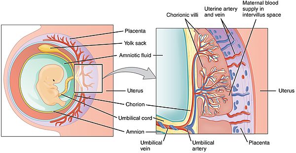 Embryo attached to placenta in amniotic cavity