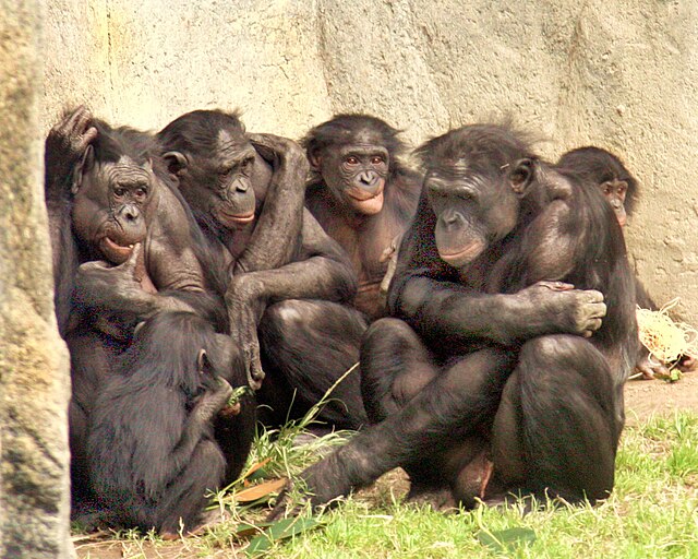 Bonobos are very social.