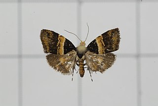 <i>Choreutis basalis</i> Species of metalmark moth in genus Choreutis