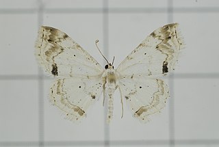 <i>Scopula yamanei</i> Species of geometer moth in subfamily Sterrhinae