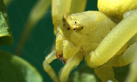 Tập tin:A Misumena vatia eyes.jpg