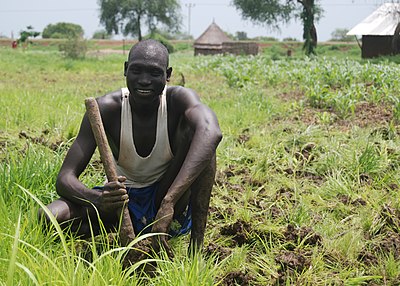 A farmer planting his land in Gambella, south western, Ethiopia, June 2012 (8406383656).jpg