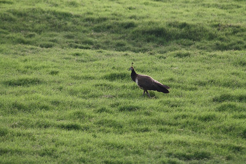 File:A final shot of the peahen (7568526936).jpg
