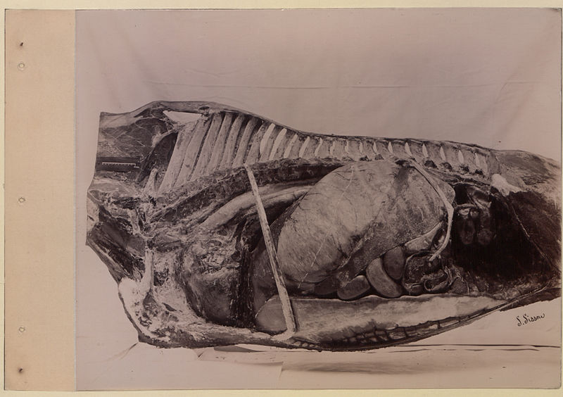 File:A series of photographs illustrating the anatomy of the horse and dog by the method of frozen preparations and sections Prepared by S Sisson of Toronto (HS85-10-9846-3).jpg