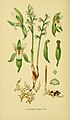 Corallorhiza trifida (as syn. Corallorhiza innata) Tafel 1 in: Walter Müller: Abbildungen der in Deutschland und den angrenzenden Gebieten vorkommenden Grundformen der Orchideenarten Berlin (1904)