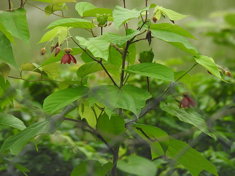 File:Abroma augusta branches with flower (6) 05.jpg