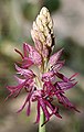 Orchis × bivonae