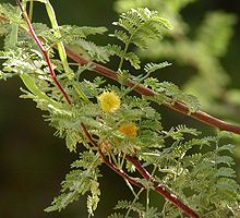 Acacia constricta