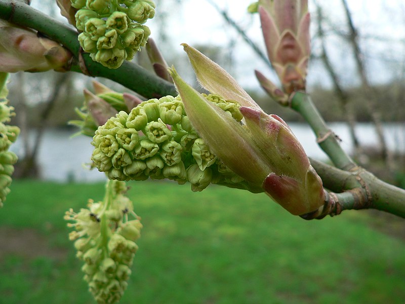 File:Acer macrophyllum 01405.JPG