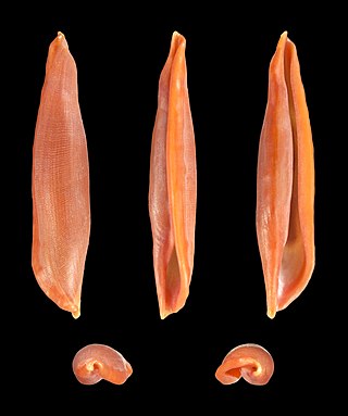 Five views of a shell of a false cowry, Aclyvolva lanceolata