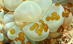 Acoel Flatworms (Waminoa sp.) on Bubble Coral (Plerogyra sinuosa) - Panglima, Pulau Mabul, Sabah, Malaysia.jpg