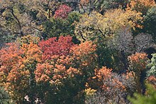 Lost Maples State Natural Area Aerial View of Autumn Forest Colors.jpg