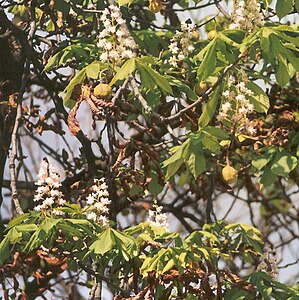 Polski: Kasztanowiec zwyczajny Aesculus hippocastanum zaatakowany przez szrotówka kasztanowcowiaczka Cameraria ohridella - drugie (jesienne) kwiaty i liście, Wrocław English: Tree demaged by Cameraria ohridella - late summer second leafing and flowering