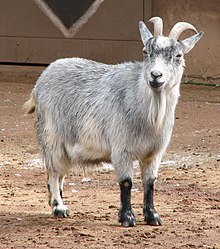 Una cabra gris, de perfil y de tamaño pequeño.