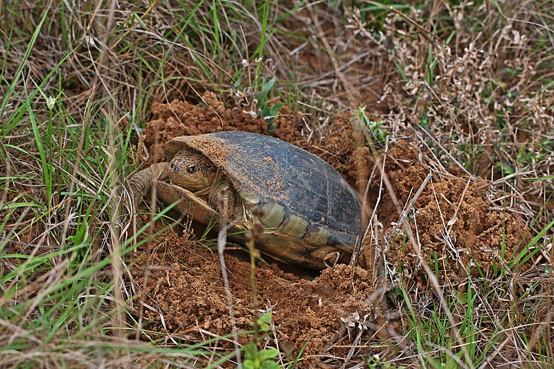 File:African helmeted turtle (Pelomedusa subrufa) laying eggs.jpg