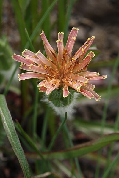 File:Agoseris aurantiaca 6305.JPG