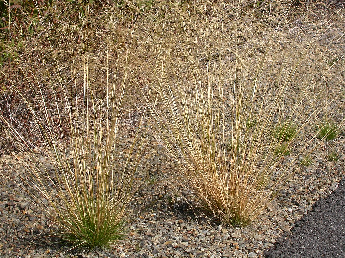 Agrostis scabra