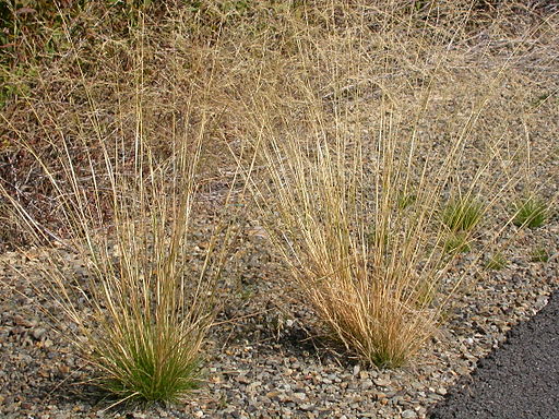 Agrostis scabra