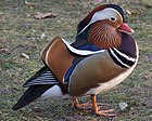 Canard mandarin